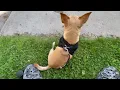 Voyager Dog Harness Review For Small Dogs