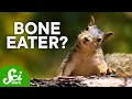 6 Vegetarian Animals That Actually Eat Meat