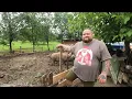 Download Lagu ȘTEFAN BATRÂNU -S-A ÎNTORS ÎN ȚARA ȘI CREȘTE PORCI MANGALIȚĂ ȘI PRODUCE PRODUSE TRADIȚIONALE .