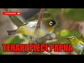 Download Lagu Terapi Pleci Stress Dan Macet Bunyi Dengan Suara Khas Pleci Papua