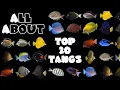 Download Lagu Top 20 Tangs For A Saltwater Tank