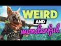 Biomutant is a Weird and Wonderful Open World RPG Review