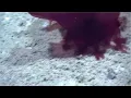 Video di  "Headless Chicken Monster" filmed for first time in Antarctic Ocean