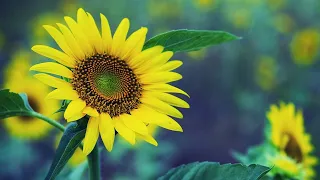 موسيقى مجاز رائعة من روائع الثلاثي جبران Majâz Le Trio Joubran 