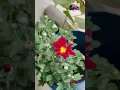 Download Lagu My beautiful balcony Charms🪷| #youtubeshorts #shortsfeed #teluguvlogs #shorts #balconygarden#nature