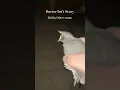 Lagu Bird screaming meme #trending