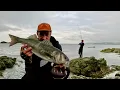 Download Lagu TOPWATER BASS FISHING WITH WAYLANDER LURES | LURE FISHING FOR BASS