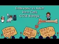 Adult Stem Cells vs Embryonic Stem Cells - WJEC Biology