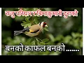 Download Lagu banko kafal banko charilai | Evergreen nepali folk songs | Raju pariyar | Bima kumari dura | Sirjana