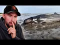 Download Lagu Schnabelwal vor Sylt gestrandet und erschossen! Was ist passiert? | Robert Marc Lehmann reagiert