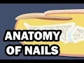 INTEGUMENTARY SYSTEM YOUR NAILS