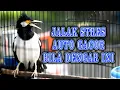 Download Lagu 🔴 JALAK SUREN GACOR PANCINGAN JALAK YANG STRES
