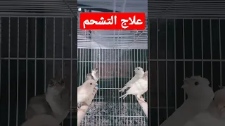 بذور كناري تعالج التشحم علاج طبيعي لتشحم الكناري 