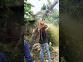 Download Lagu Gergaji mesin stihl memotong pohon nangka