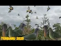 Download Lagu SUARA BURUNG PUNAI PIKAT PALING GACOR