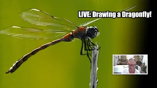 LIVE STREAM: Drawing a Dragonfly - Feedback Friday (September 4, 2026)