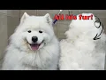 Download Lagu The Most Satisfying Dog Groom You'll EVER See! - SO. MUCH. FUR.