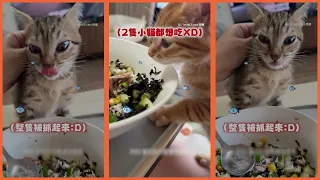 2貓瘋狂把臉埋進碗裡想吃 奴才無奈只想好好吃飯XD