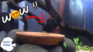 summertime in the fish room