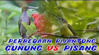 perbedaan pijantung gunung dan pijantung pisang harga ombyokan pijantung by hobi id