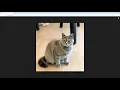 Custom Wall Clock with AI PLUS PRINT in Just One Minute Nordic Style British Shorthair
