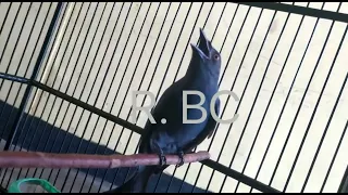 saeran abu srigunting tembakan full masteran bikin kicaumania saeran ampuh download ini