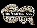 The Pewter Bee Ball Python