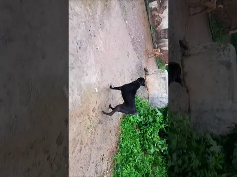 गांव में Black Dog का दबदबा! 🐕 अकेला कुत्ता सभी कुत्तों को दौड़ा-दौड़ाकर भौंका 😱