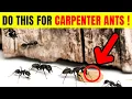 How To Get Rid Of Carpenter Ants Quickly 3 Simple Steps