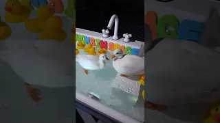Pet ducks in the kitchen sink