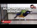 Download Lagu 🔴Full Isian Variasi Cucak Cungkok Gacor Masteran Juwara 2024❗️Cukup Satu Burung Untuk Banyak Suara