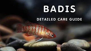 BADIS FISH DETAILED CARE GUIDE A-Z GUIDE ON BADIS