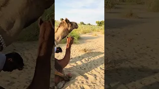 أنتم تشاهدون الآن عملية التزاوج الطبيعية بين الجمل والناقة صحراء العرب Farmanimals الجمل الناقة 