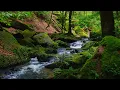 Download Lagu 4K - Peaceful Forest Stream - Relaxing Nature Sounds - Forest Sounds - Karlstalschlucht