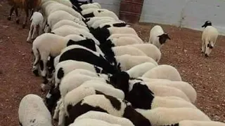                                                                                        دندنها