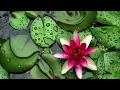 Autumn Colors: Beautiful Romantic Music with Piano, Cello, Guitar & Violin by Peder B. Helland