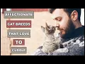 Most Affectionate Cat Breeds That Actually Love To Cuddle Animal Globe