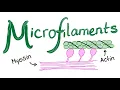Microfilaments