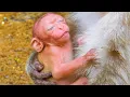 Download Lagu Beyond Tears: Understanding Baby Monkey Cries (September 1, 2025)