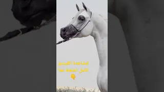 الحصان العربي الأصيل   الفحل الأسطورة أليكسندر ابن الأسطورة إكسكاليبر إيه إيه دندنها