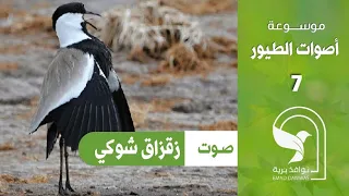 صوت زقزاق شوكي الجناح قطقاط شوكي قطقاط شوكي الجناح زقزاق بلدي الططوة Spur Winged Lapwing Sound 