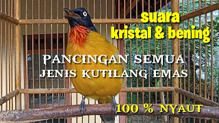 Download suara kutilang emas gacor, pancingan semua jenis kutilang emas MP3