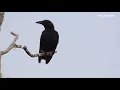 Download Lagu 5 MACAM SUARA BURUNG GAGAK