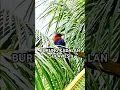 Download Lagu Burung KADALAN SULAWESI