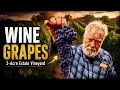 Cultivating Wine Grapes on a 2-Acre Estate Vineyard PARAGRAPHIC