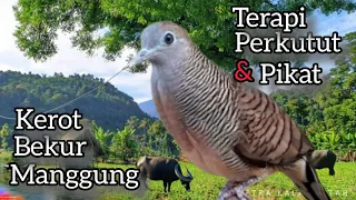 perkutut lokal gacor suara kerot bekur u0026 manggung ampuh untuk terapi dan pikat 