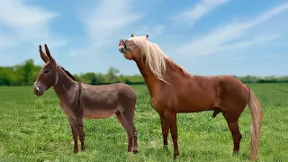 what happens when a horse crosses with a donkey