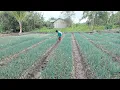 Lagu JELANG PANEN DAUN BAWANG! TANGGUL DAN KOLAM LAHAN PAK SUDIWANI DIKEBUT! CERITA PERANTAU TRANSMIGRASI