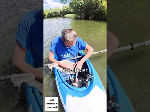 Porque a Linha de Pesca Foi no Pato?