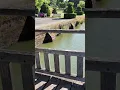 Download Lagu Kasteelingang: ontdek het geheim van een middeleeuws kasteel!